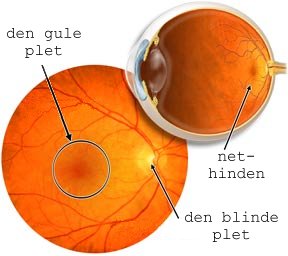øjets anatomi